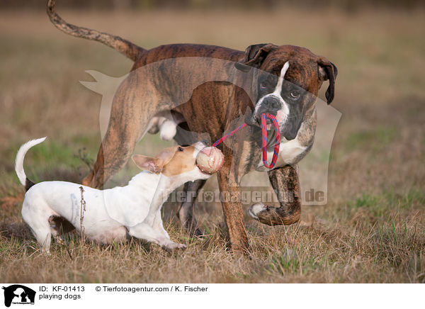 playing dogs / KF-01413