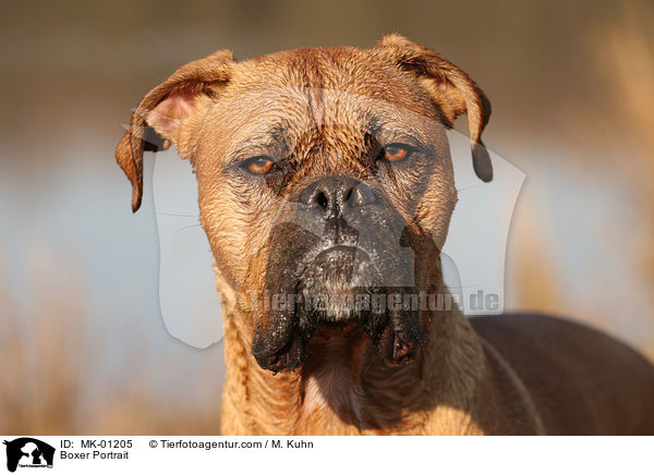 Boxer Portrait / Boxer Portrait / MK-01205