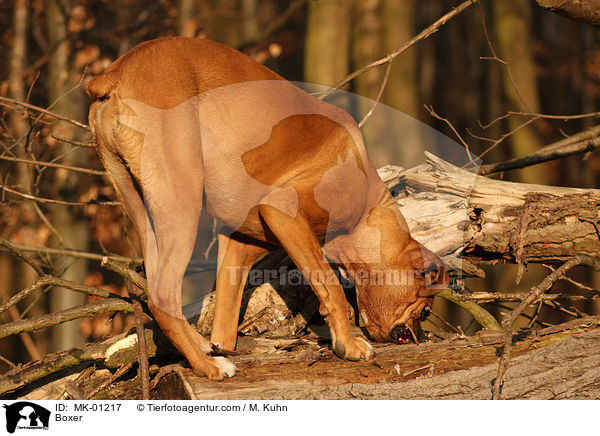 Deutscher Boxer / Boxer / MK-01217