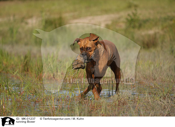 rennender Boxer / running Boxer / MK-01237