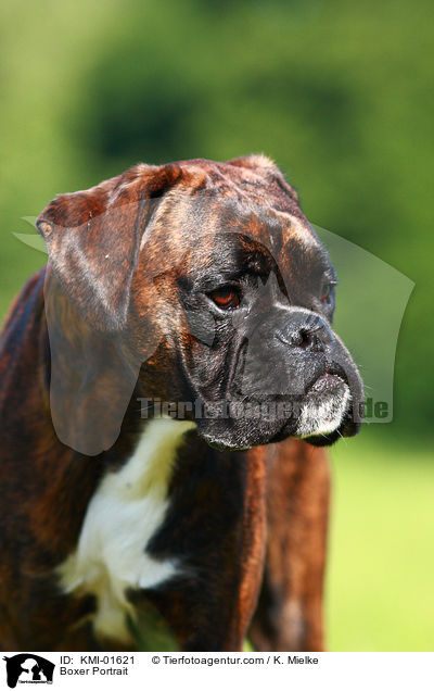 Boxer Portrait / Boxer Portrait / KMI-01621