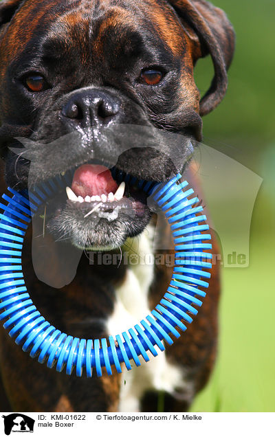 Boxer Rde / male Boxer / KMI-01622