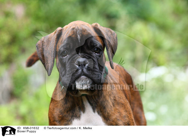 Deutscher Boxer Welpe / Boxer Puppy / KMI-01632