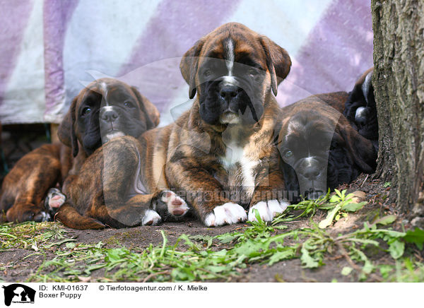 Deutscher Boxer Welpe / Boxer Puppy / KMI-01637