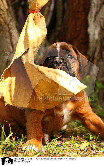 Deutscher Boxer Welpe / Boxer Puppy / KMI-01638