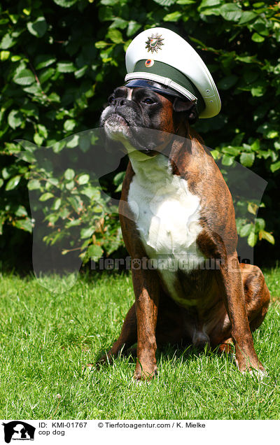 Polizeihund / cop dog / KMI-01767
