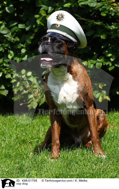 Polizeihund / cop dog / KMI-01768