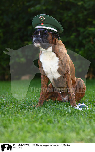 Polizeihund / cop dog / KMI-01769