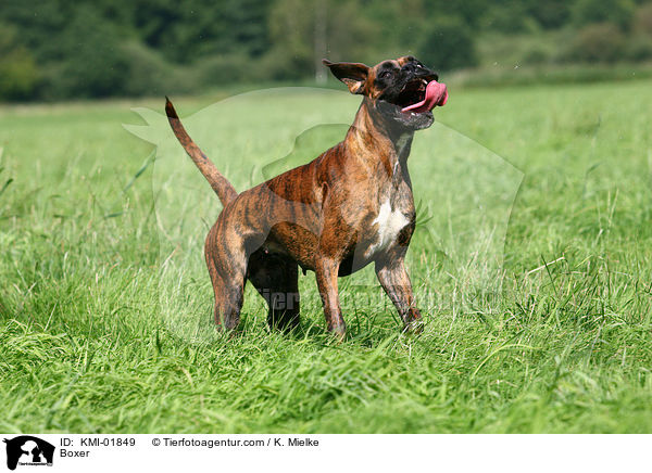 Deutscher Boxer / Boxer / KMI-01849