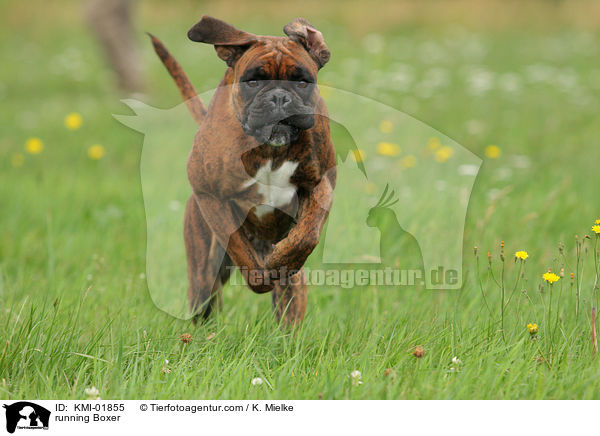 rennender Deutscher Boxer / running Boxer / KMI-01855