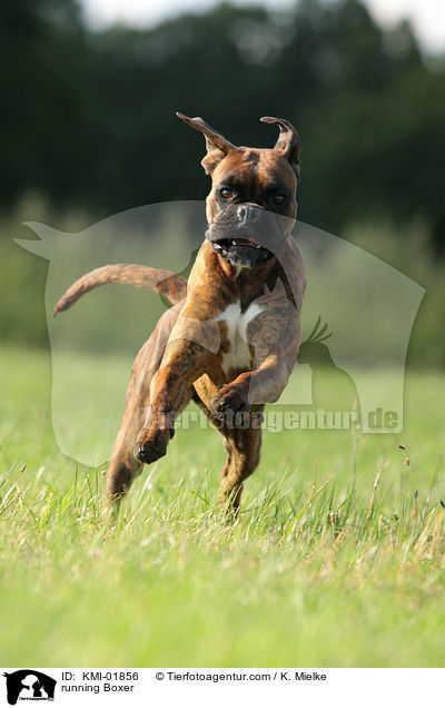 rennender Deutscher Boxer / running Boxer / KMI-01856