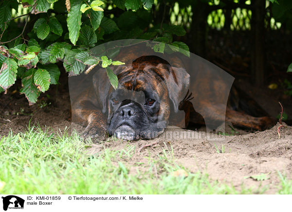 Boxer Rde / male Boxer / KMI-01859