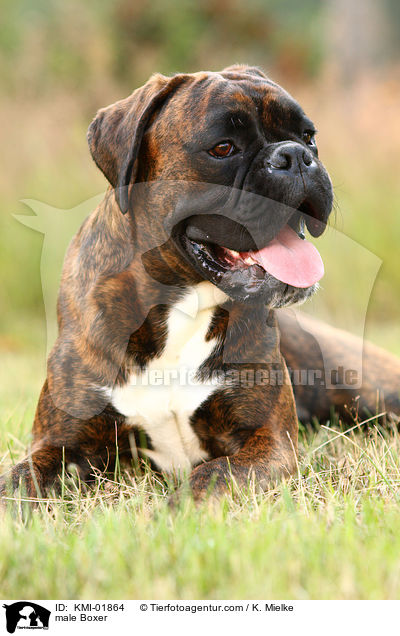 Boxer Rde / male Boxer / KMI-01864