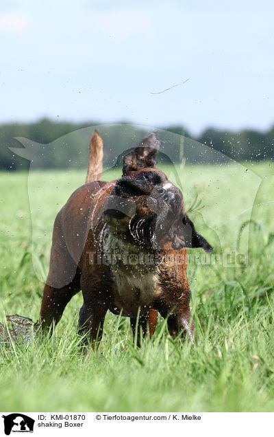 sich schttelnder Boxer / shaking Boxer / KMI-01870