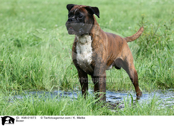 Boxer / Boxer / KMI-01873