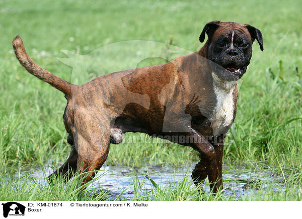 Boxer / Boxer / KMI-01874