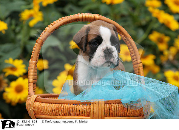 Deutscher Boxer Welpe / Boxer puppy / KMI-01898