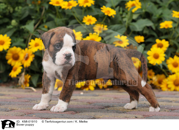 Deutscher Boxer Welpe / Boxer puppy / KMI-01910