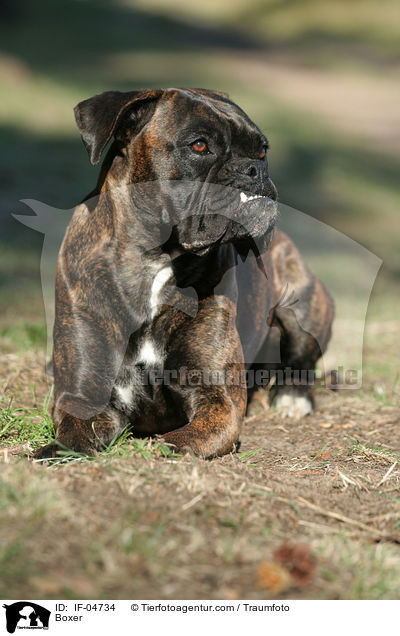 Deutscher Boxer / Boxer / IF-04734