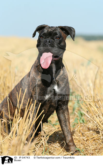 Deutscher Boxer / Boxer / IF-04743