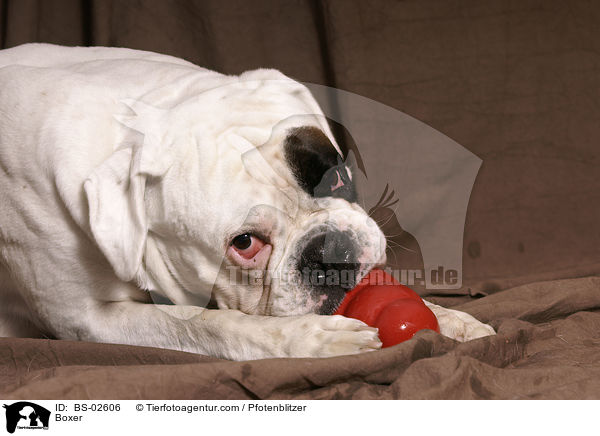Deutscher Boxer / Boxer / BS-02606