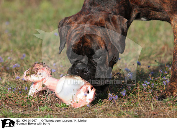 Deutscher Boxer mit Knochen / German Boxer with bone / KMI-01967