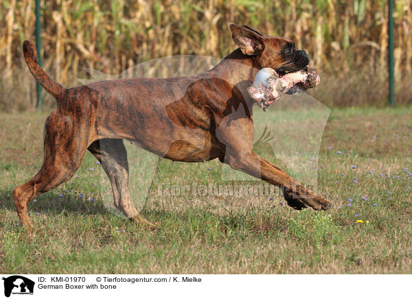 Deutscher Boxer mit Knochen / German Boxer with bone / KMI-01970