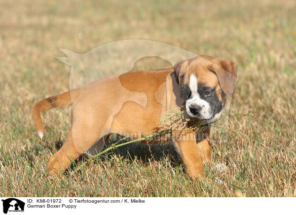 Deutscher Boxer Welpe / German Boxer Puppy / KMI-01972