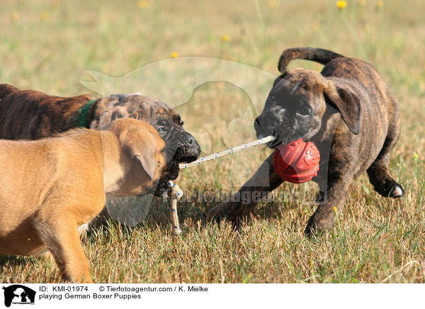 spielende Deutsche Boxer Welpen / playing German Boxer Puppies / KMI-01974