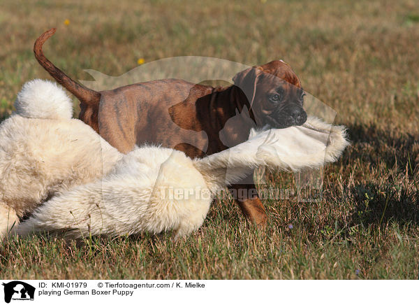 spielender Deutscher Boxer Welpe / playing German Boxer Puppy / KMI-01979