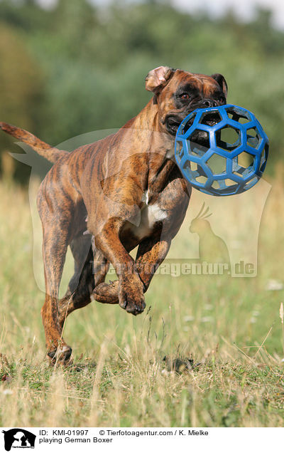 spielender Deutscher Boxer / playing German Boxer / KMI-01997