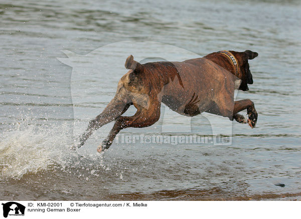 rennender Deutscher Boxer / running German Boxer / KMI-02001
