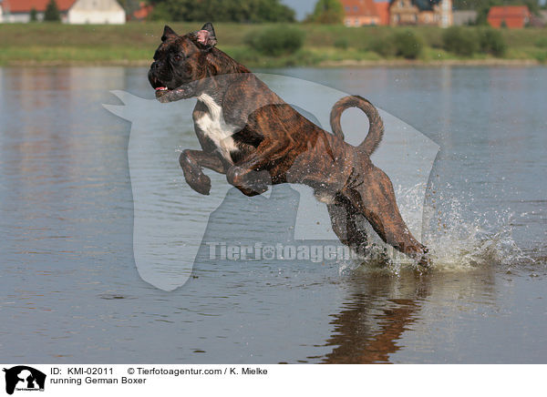 rennender Deutscher Boxer / running German Boxer / KMI-02011