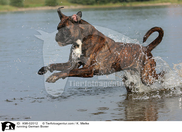 rennender Deutscher Boxer / running German Boxer / KMI-02012