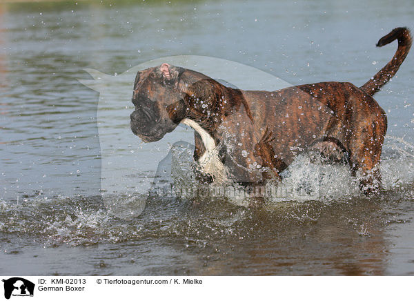 Deutscher Boxer / German Boxer / KMI-02013