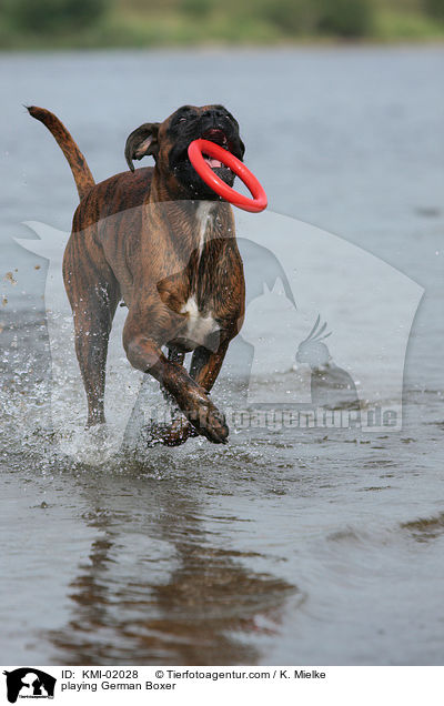 spielender Deutscher Boxer / playing German Boxer / KMI-02028