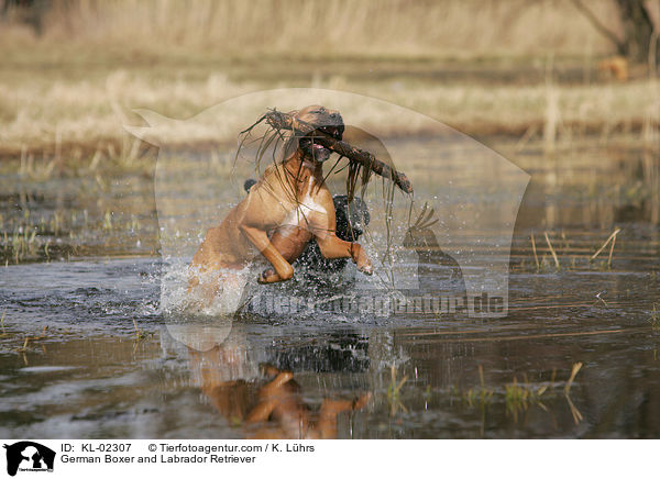 Deutscher Boxer und Labrador Retriever / German Boxer and Labrador Retriever / KL-02307