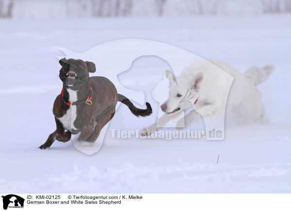 Deutscher Boxer und Weier Schweizer Schferhund / German Boxer and White Swiss Shepherd / KMI-02125
