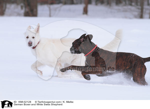 Deutscher Boxer und Weier Schweizer Schferhund / German Boxer and White Swiss Shepherd / KMI-02128