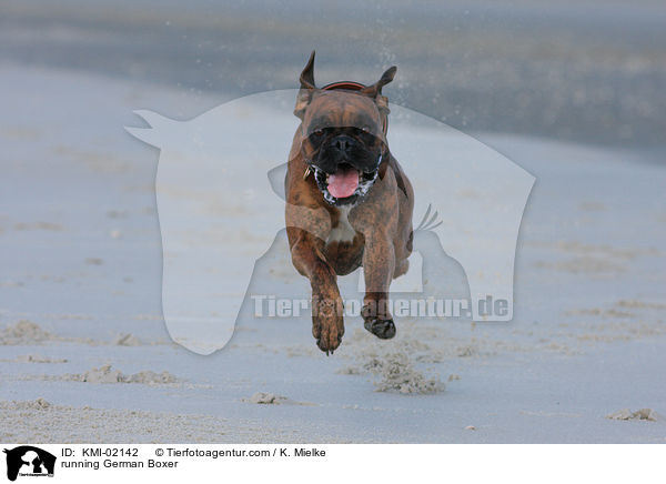 rennender Deutscher Boxer / running German Boxer / KMI-02142