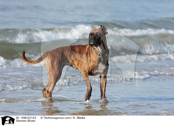 Deutscher Boxer / German Boxer / KMI-02143