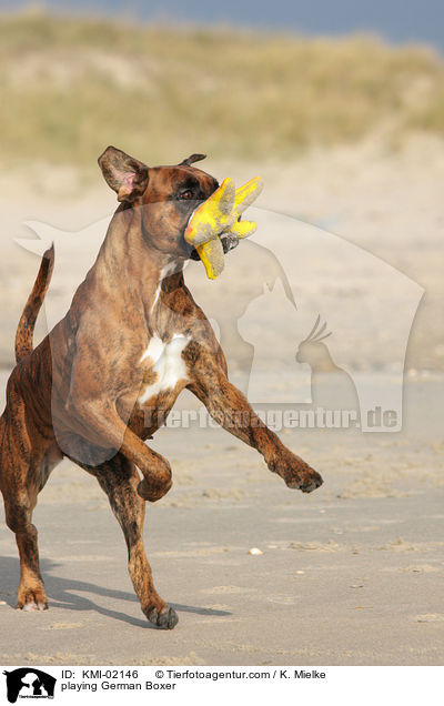 spielender Deutscher Boxer / playing German Boxer / KMI-02146