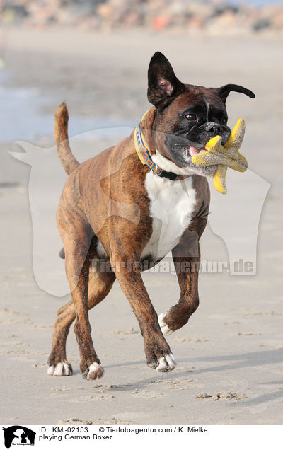 spielender Deutscher Boxer / playing German Boxer / KMI-02153