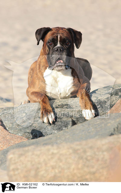 Deutscher Boxer / German Boxer / KMI-02162