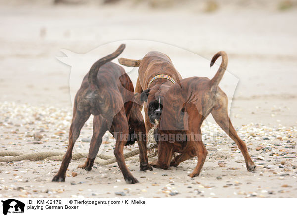 spielende Deutsche Boxer / playing German Boxer / KMI-02179