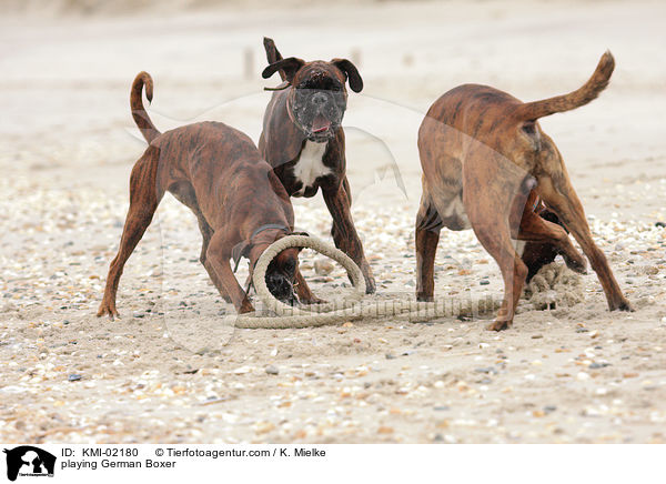 spielende Deutsche Boxer / playing German Boxer / KMI-02180