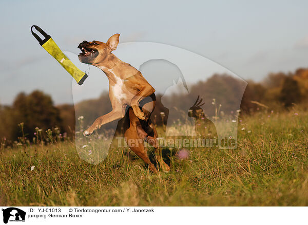 springender Deutscher Boxer / jumping German Boxer / YJ-01013