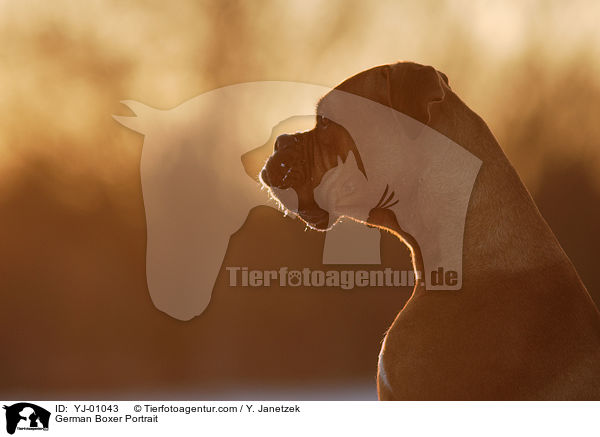 Deutscher Boxer Portrait / German Boxer Portrait / YJ-01043