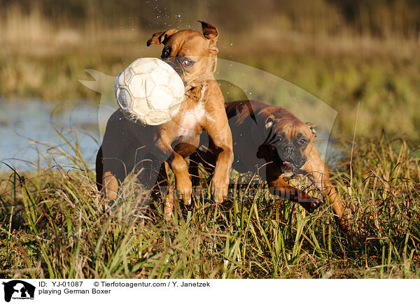 spielende Deutsche Boxer / playing German Boxer / YJ-01087
