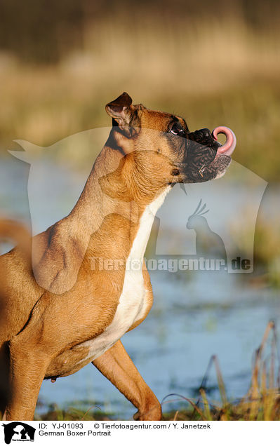 Deutscher Boxer Portrait / German Boxer Portrait / YJ-01093